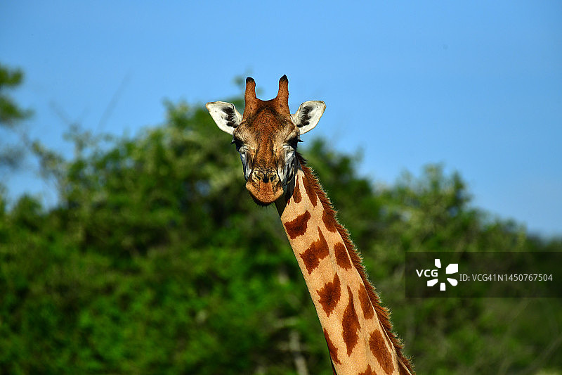稀树草原上的罗斯柴尔德长颈鹿图片素材