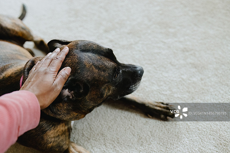 女人抚摸狗的头图片素材