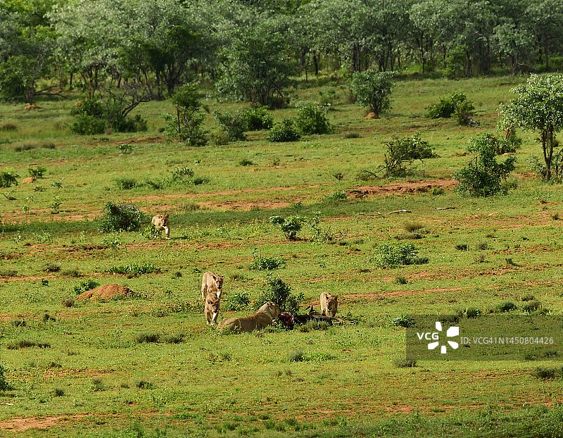 捕获猎物的野生狮群图片素材