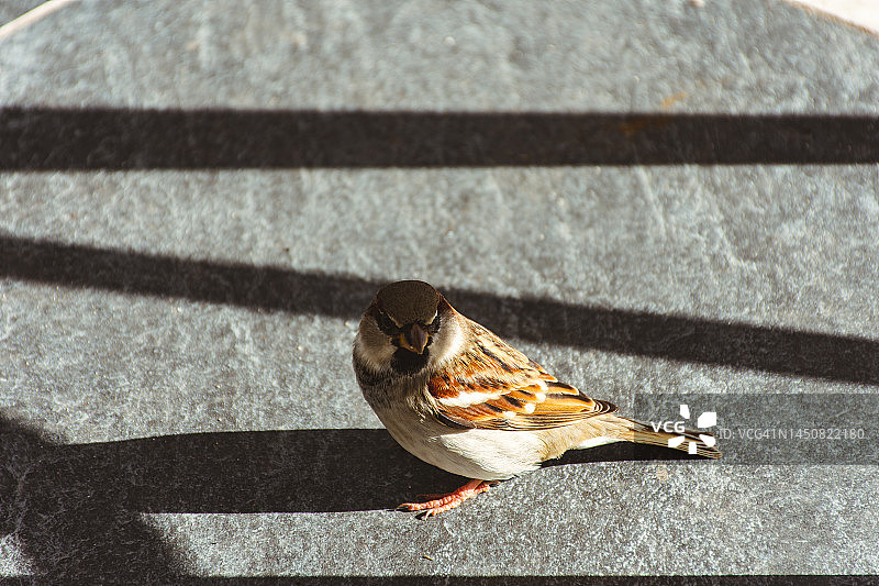 鸟类特写图片素材