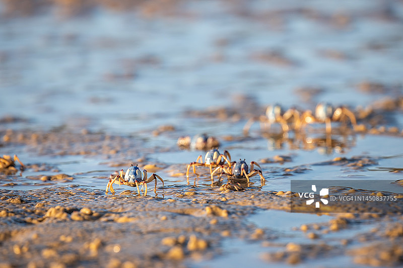 士兵蟹2图片素材