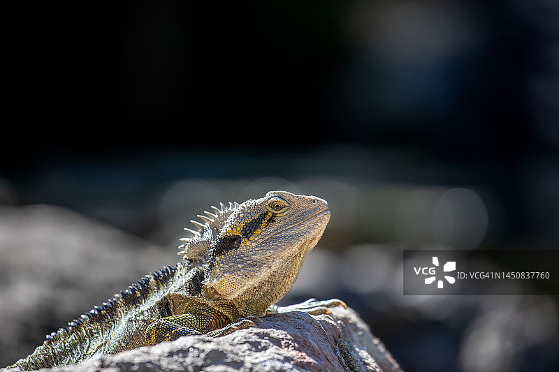 东部水龙图片素材