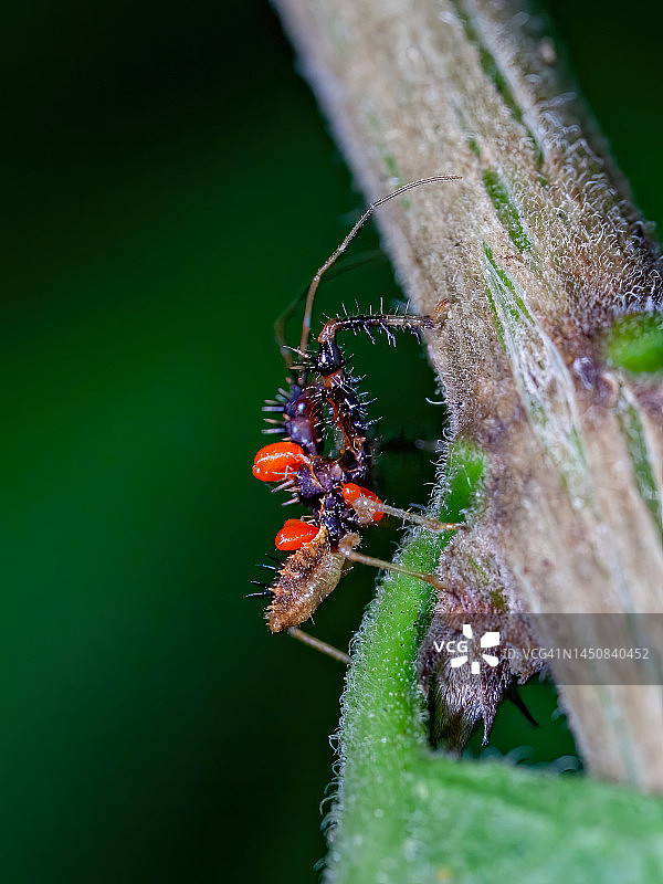 猎蝽的母性图片素材