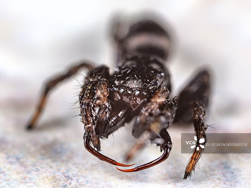 长牙跳蛛图片素材