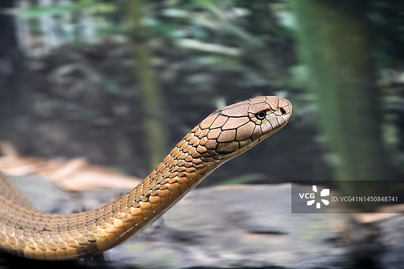 眼镜王蛇图片素材