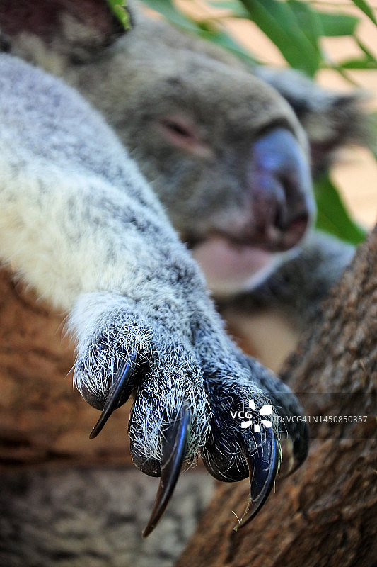 考拉宝宝的爪子在桉树上睡觉图片素材