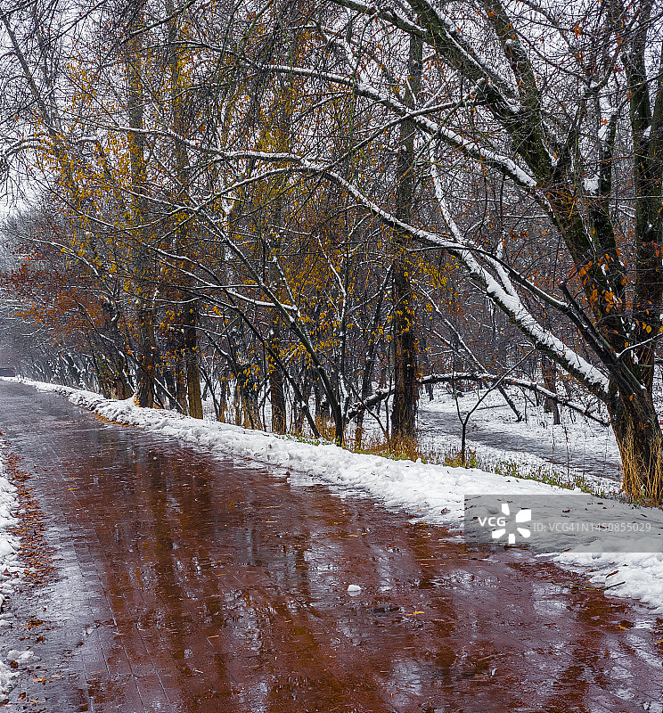 公园里湿润的铺路石图片素材