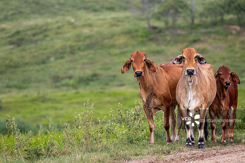 奶牛 10图片素材