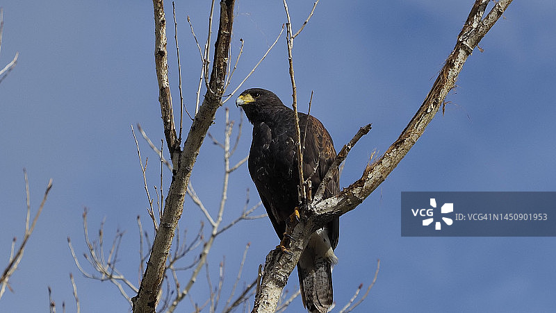 栖息的哈里斯鹰图片素材