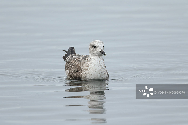 寒冬时节，在湖面上游泳的黑背鸥图片素材