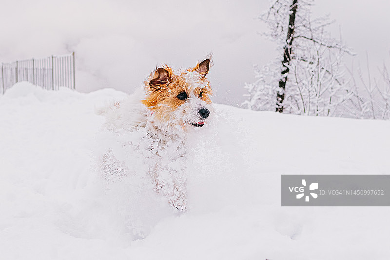 杰克罗素犬在厚厚的积雪中奔跑图片素材
