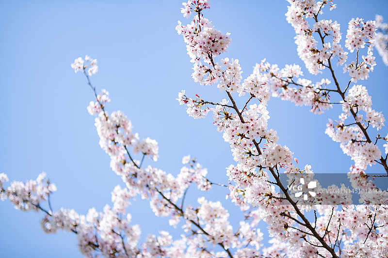 蓝天下的樱花图片素材