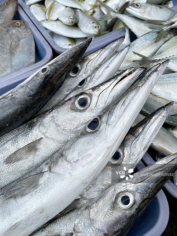 新鲜鱼特写图片素材
