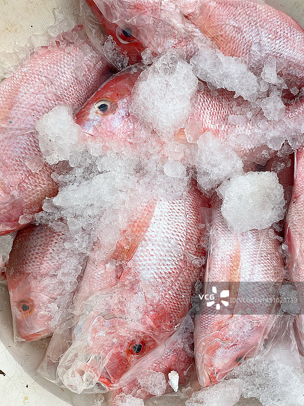 新鲜鱼特写图片素材