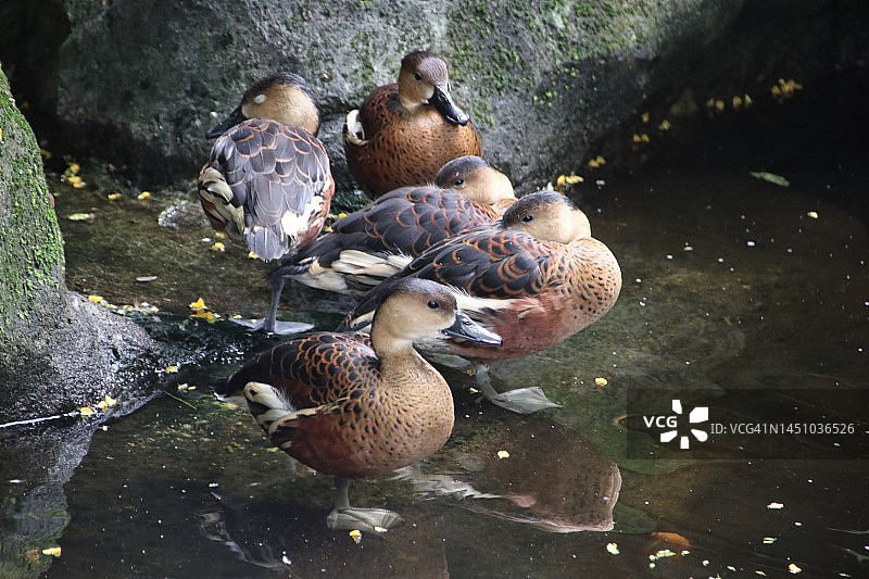 湖边的漂泊小鸭特写图片素材