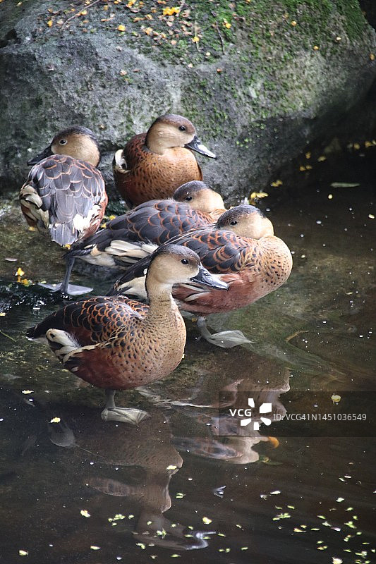 湖边的漂泊小鸭特写图片素材