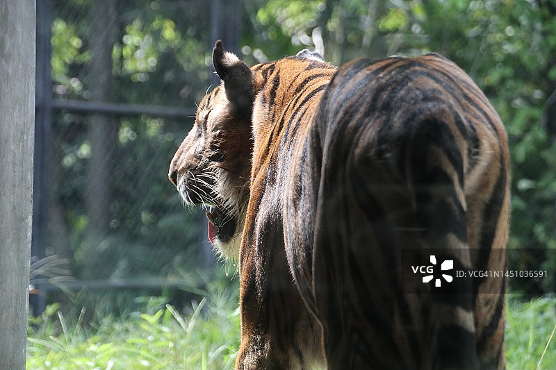 动物园里的老虎图片素材