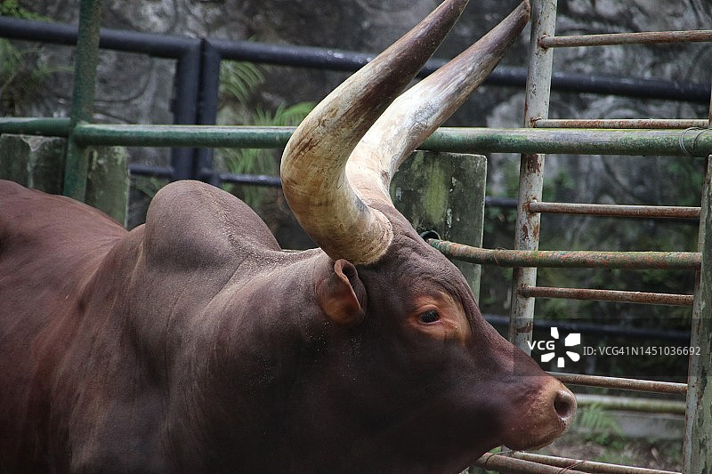 安科莱瓦图西牛头图片素材