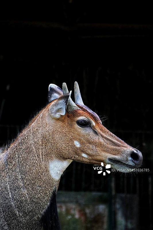 深色背景下的蓝牛近景图片素材