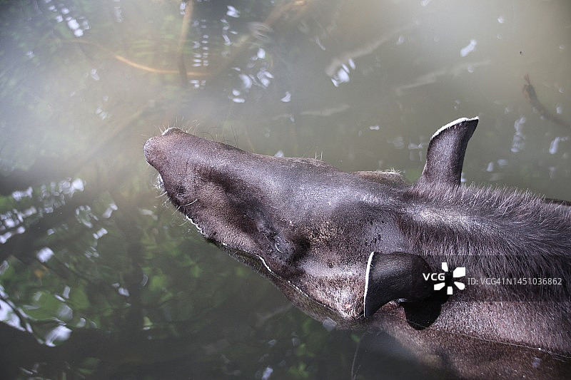 水中的巴西貘图片素材