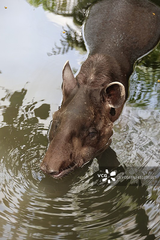 水中的巴西貘图片素材