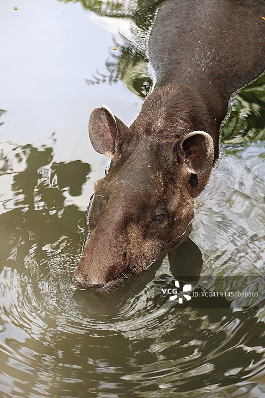 水中的巴西貘图片素材