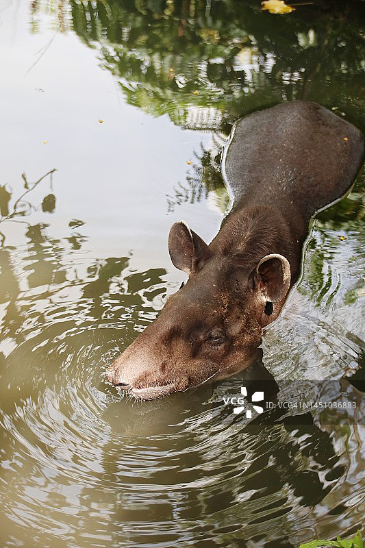 水中的巴西貘图片素材