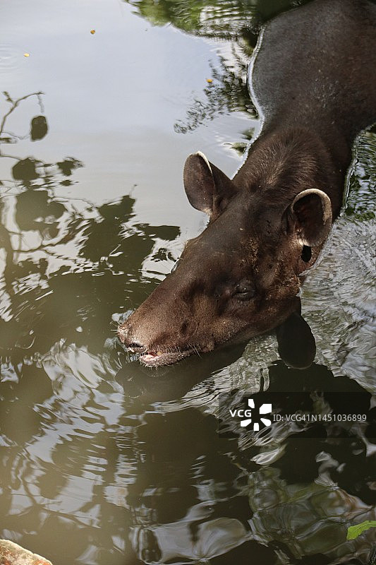 水中的巴西貘图片素材