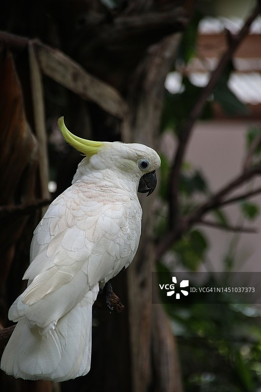 户外栖息的黄色凤头鹦鹉特写图片素材