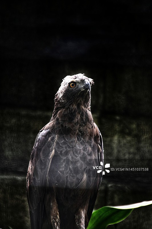 深色背景上的雄鹰图片素材