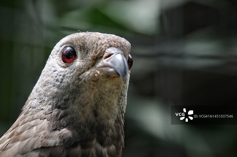 特写镜头：东方蜜蜂鹰（Pernis ptilorhynchus）的爪子，猛禽图片素材