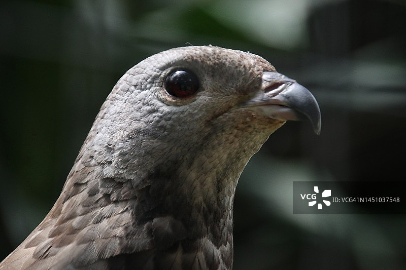 特写镜头：东方蜜蜂鹰（Pernis ptilorhynchus）的爪子，猛禽图片素材