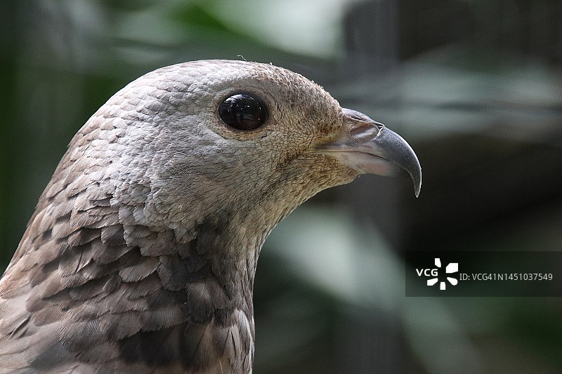 特写镜头：东方蜜蜂鹰（Pernis ptilorhynchus）的爪子，猛禽图片素材