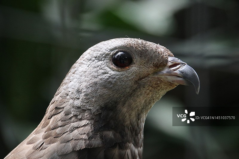 特写镜头：东方蜜蜂鹰（Pernis ptilorhynchus）的爪子，猛禽图片素材