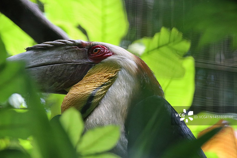 皱盔犀鸟的特写图片素材