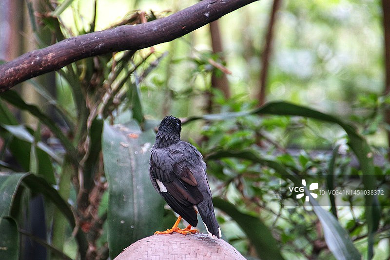 爪哇八哥户外栖息图片素材