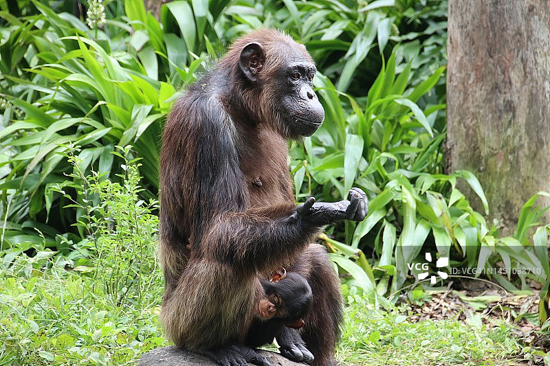 有趣的黑猩猩图片素材