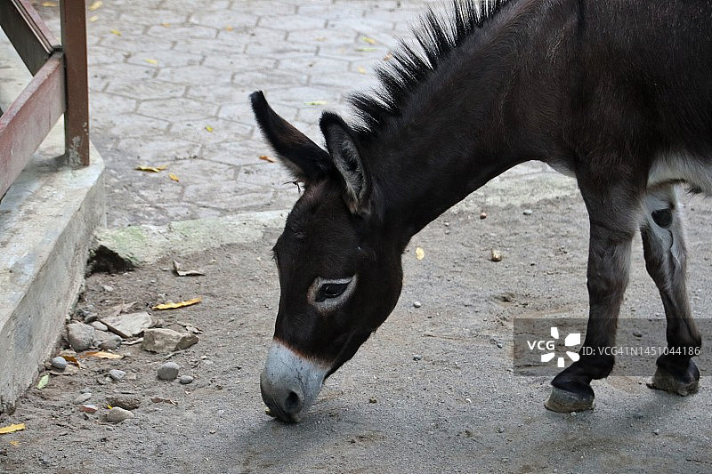 驴的肖像图片素材