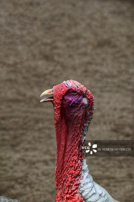 土耳其人像图片素材