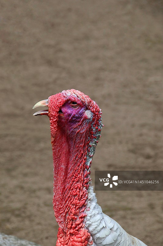 土耳其人像图片素材