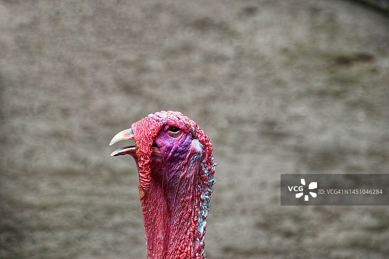 土耳其人像图片素材