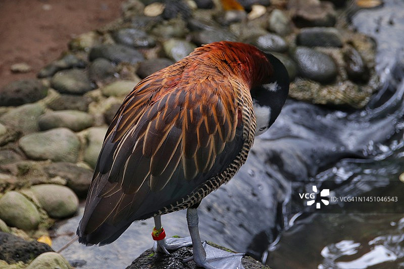 白脸啸鸭图片素材
