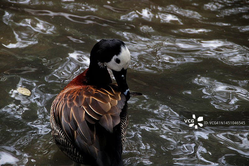 白脸啸鸭图片素材