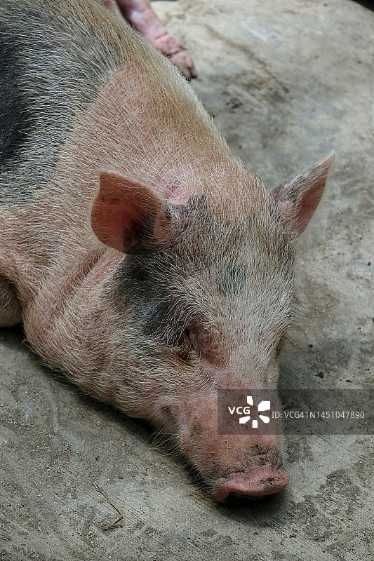 睡着的猪图片素材