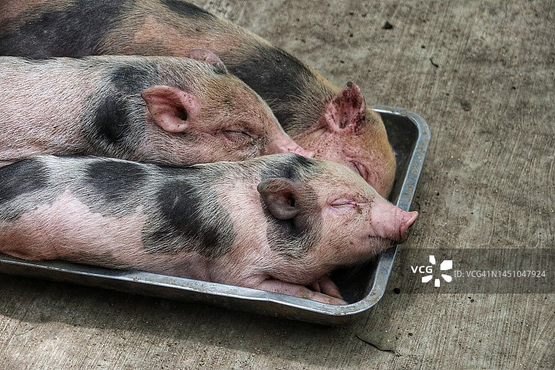 三只小猪在睡觉图片素材