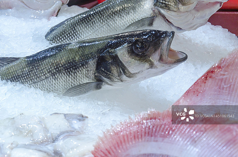 冰上待售的欧洲鲈鱼图片素材