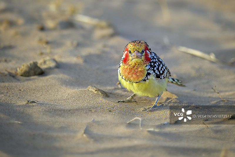 肯尼亚桑布鲁的红黄拟啄木鸟看着镜头的特写图片素材