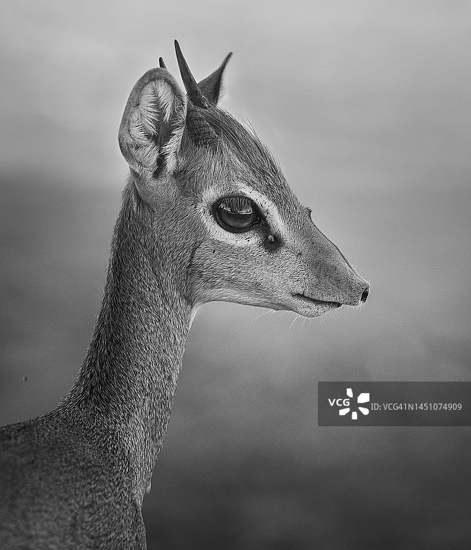 美丽的迪克迪克羚羊特写，用棕色大眼睛看着镜头图片素材