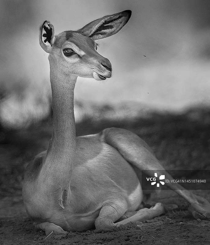 优雅的雌性长颈羚在肯尼亚桑布鲁躺卧休息图片素材