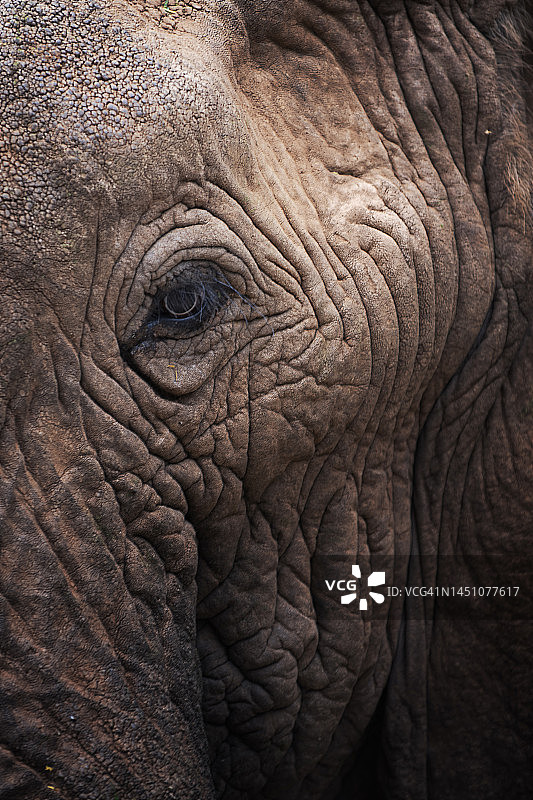 肯尼亚桑布鲁国家公园大象眼睛和面部的惊人特写图片素材